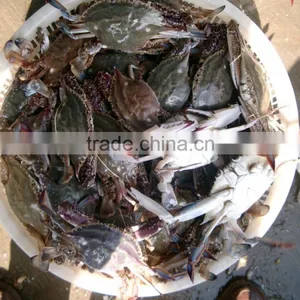 Frozen Blue Swimming Crab for Sale thumbnail-1