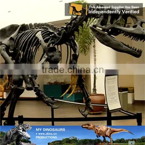 MY Dino-C098 Dinosaur Museum Model Scale Animals Skeleton thumbnail-3