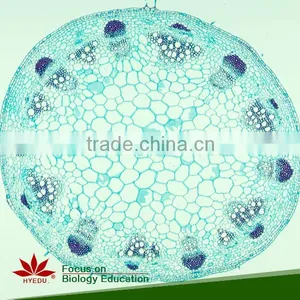 Microscope Prepared Slides ,Stem Slides, Stem of Abnormal Condition Prepared Slides thumbnail-2