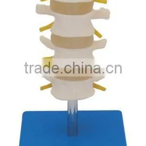 Pelvis Model thumbnail-1
