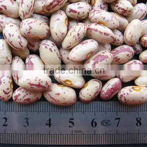 Small Round Shape Ight Speckled Kidney Bean Pinto Bean thumbnail-3