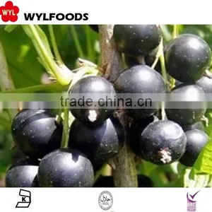 IQF Frozen Balck Currant Hot Sale 2015 thumbnail-1