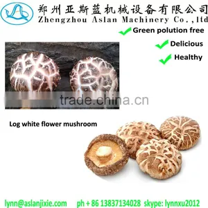 Hot Sale Log White Flower Mushroom thumbnail-1