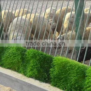 Automatic Hydroponic Barley Grass Fodder Planting Machine for Animal,livestock,cattle,sheep thumbnail-2