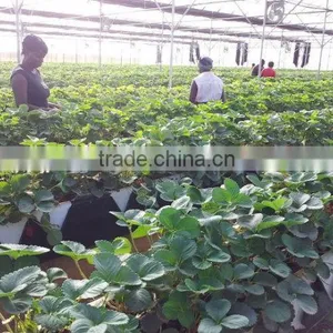 BK Trough Hydroponics thumbnail-4