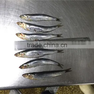 Good Quality Frozen Whole Anchovy thumbnail-1