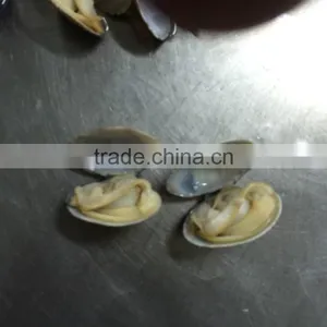 V-packed Cooked Short Clam Necked in Shell thumbnail-6