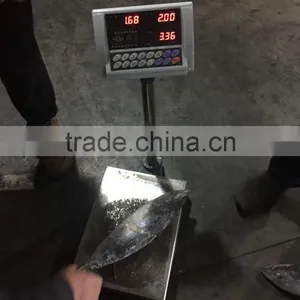 Best Quality Reasonable Price Frozen Bonito Sarda Sarda thumbnail-2