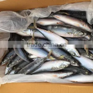 Pacific Mackerel 250-300g Seafrozen 2015 thumbnail-1