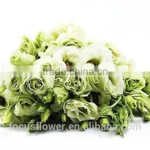 Right Season Fresh Green Eustomas With High Quality thumbnail-6