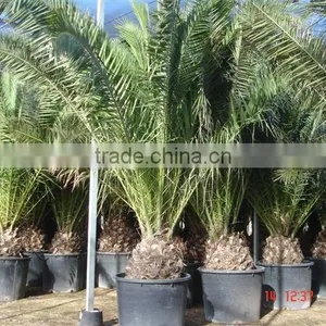 Phoenix Canariensis Palm Tree thumbnail-1