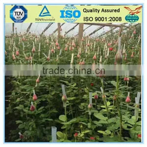 Safeguarded Cheap Rose Flower Bud Netting thumbnail-2