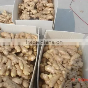 150g and up Chinese Fresh Ginger thumbnail-1