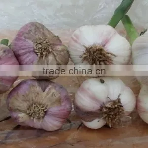 PERMIUM VIETMANESE FRESH GARLIC thumbnail-1