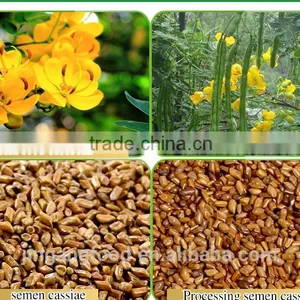 Chinese Semen Cassiae/Selected Medicinal Cassia Seed thumbnail-1