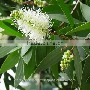 Cajuput Oil in Bulk Quantity From India thumbnail-1
