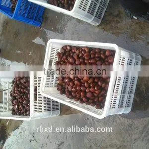 Health Food New Crop Organic Fresh Bulk Chestnuts thumbnail-3