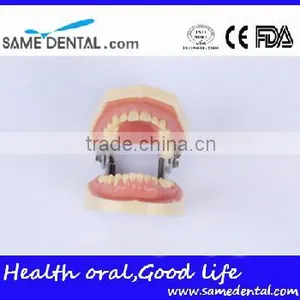 Dental Moderate Periodontal Disease Model Teaching Demonstration thumbnail-2