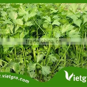 HIGH YIELD AND HIGH QUALITY CELERY SEEDS FOR PLANTING/ AROMATIC PLANTS SEED VGCE01 thumbnail-1