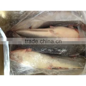 Frozen Catfish Whole Round From Catfish Fish Farm thumbnail-1