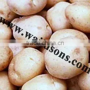 Fresh Potato From India thumbnail-1