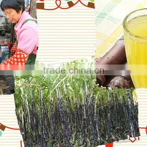 Neweek Popular Fruit Extractor Manual Sugar Cane Juice Machine thumbnail-6