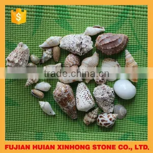 Sea Shell Conch Shell of Shell Animals thumbnail-1