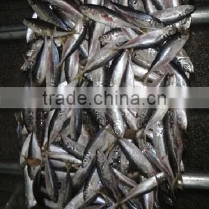 Sea Frozen Horse Mackerel thumbnail-2