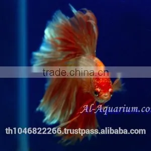Halfmoon Betta Fish Farm For Sale and Export / Ornamental Fish Thailand thumbnail-6