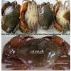 Soft Shell Crab (alive Frozen)Yangon, Myanmar thumbnail-1