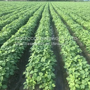 Frozen Shelled Soybeans,shelled Edamame,HACCP,ISO22000,BRC,HALAL,KOSHER thumbnail-4