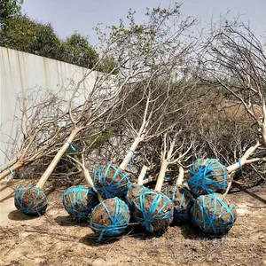 Prices of Lagerstroemia Indica in 2021, Prices of Crape Myrtle, Nursery thumbnail-4
