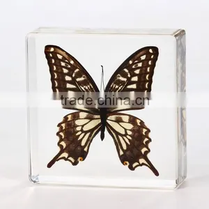New Design Paperweight With Real Butterfly thumbnail-4