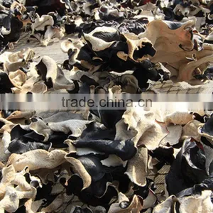 White Back Black Fungus With Lower Price thumbnail-1