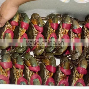 Live Flower Lobster (Panulirus Ornatus) and Mud Crab (Scylla Serrata), Live Tiger Prawn and Other Live Seafoods thumbnail-3
