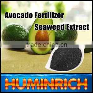 FAQ 29--How To Use Seaweed Fertilizer To Improve The Quality Of Avocado? thumbnail-1