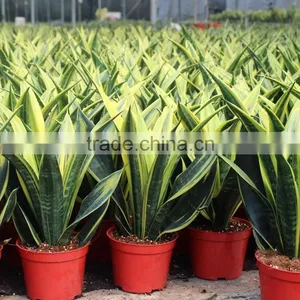 Liliaceous Perennial Herbaceous Foliage Plants thumbnail-1