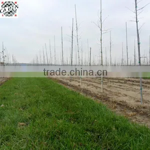 Factory Directly Sale Fiber Glass Round Rod With High Strength thumbnail-6