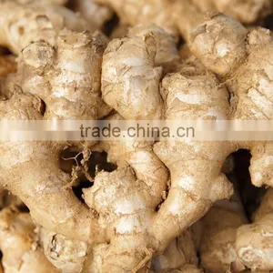 Fresh Ginger/market Prices for Ginger/dried Ginger Bulk Fresh Ginger thumbnail-3