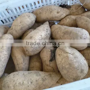 Fresh Sweet Potato/purple Sweet Potato/yellow Sweet Potato thumbnail-4
