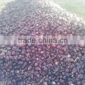 Red Onion thumbnail-5