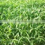 SUDAN GRASS thumbnail-1