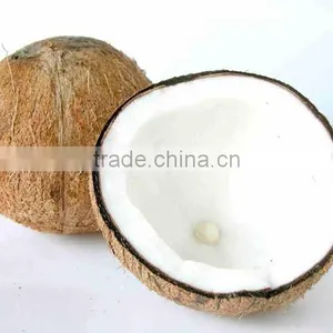 Coconut Seedling thumbnail-1