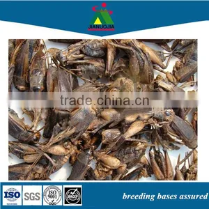 70g Canned Reptile Food Cricket thumbnail-1