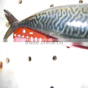 High Quality Fishing Suppliers Wholesale thumbnail-1