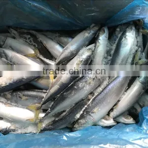 2017 New Food Grade Pacific Mackerel Frozen Manufactured in China thumbnail-2