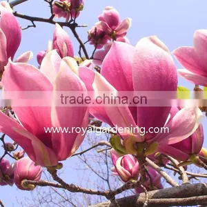Magnolia Liliiflora (Red Magnolia)flower Trees thumbnail-1