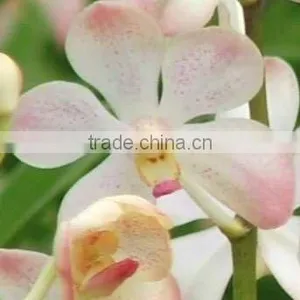 Fresh Cut Orchids, Mokara Orchids, Fresh Cut Stem thumbnail-1