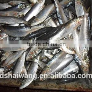 Frozen Sardine Fish Whole Round thumbnail-2
