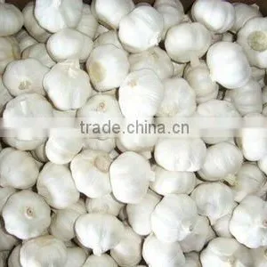 Pure White Garlic thumbnail-1